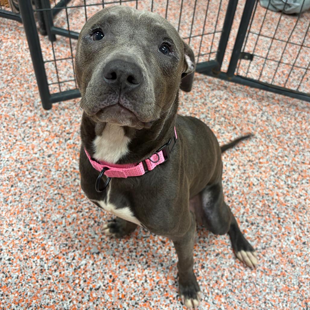Oliver, Adoptable, Adult Male American Staffordshire Terrier.
