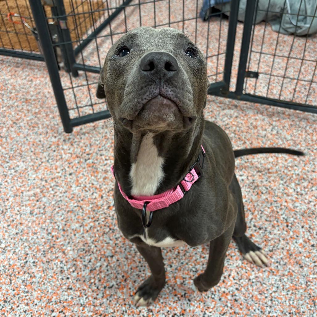 Enlarge Oliver, a Adoptable American Staffordshire Terrier in Kerrville, TX image 2/3