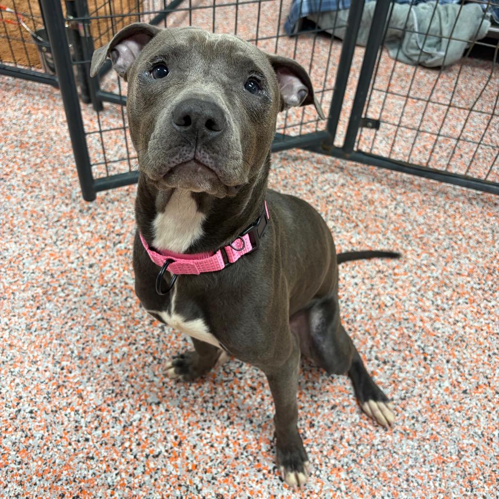 Enlarge Oliver, a Adoptable American Staffordshire Terrier in Kerrville, TX image 3/3