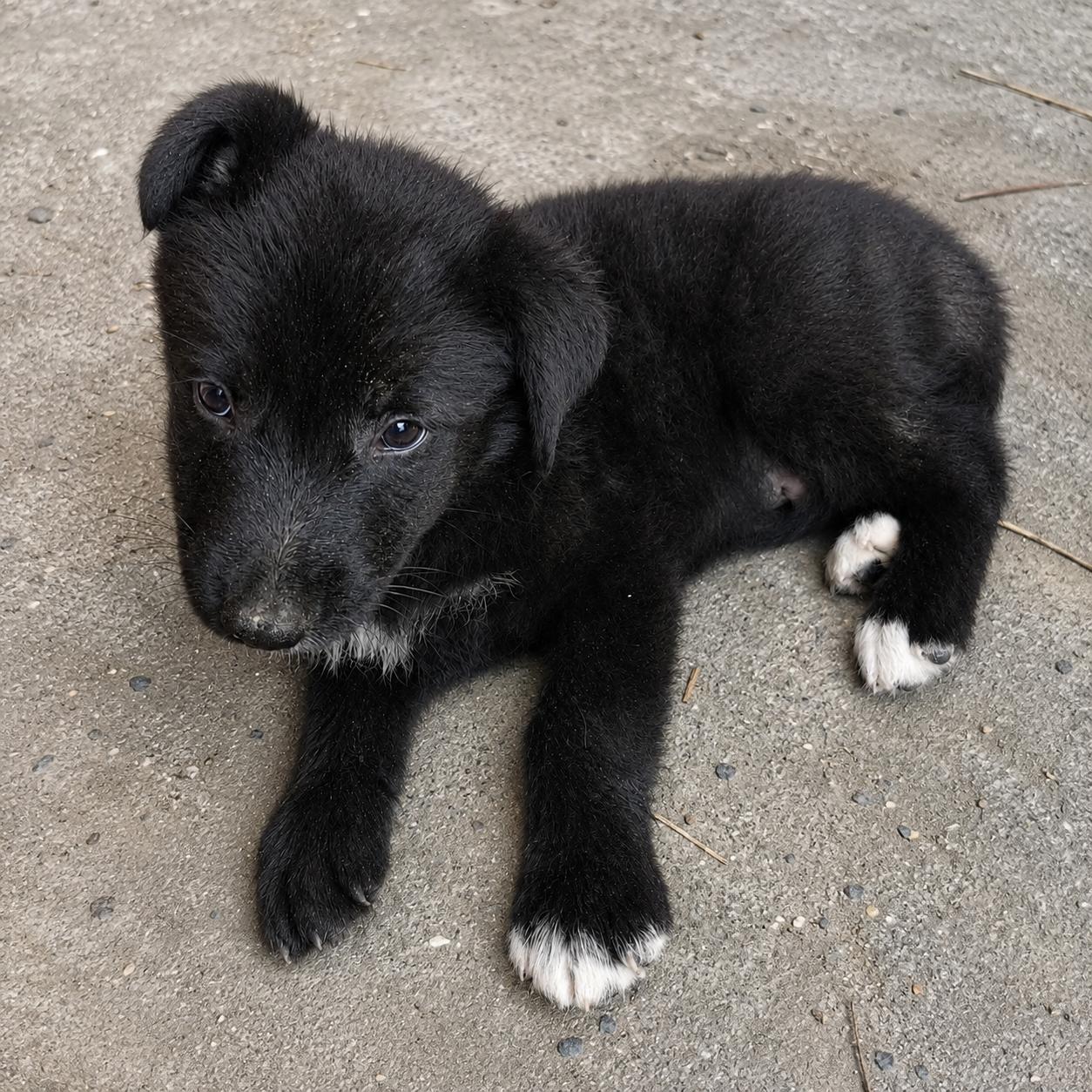 Enlarge Alvin, a Adoptable mixed breed in Hillsborough, NJ image 3/6