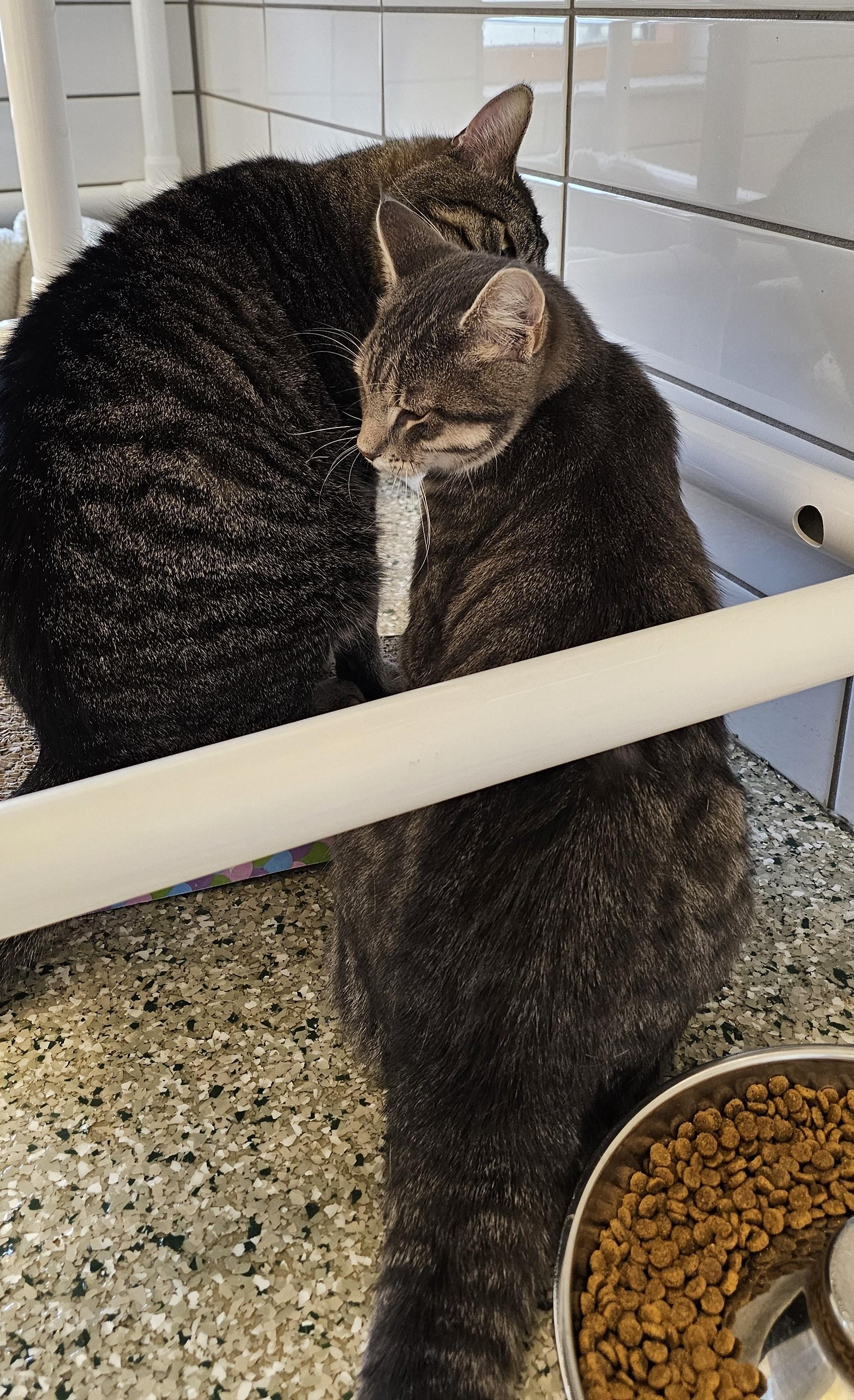 Hero, an adopted Domestic Short Hair in Cedar Rapids, IA image 6/6