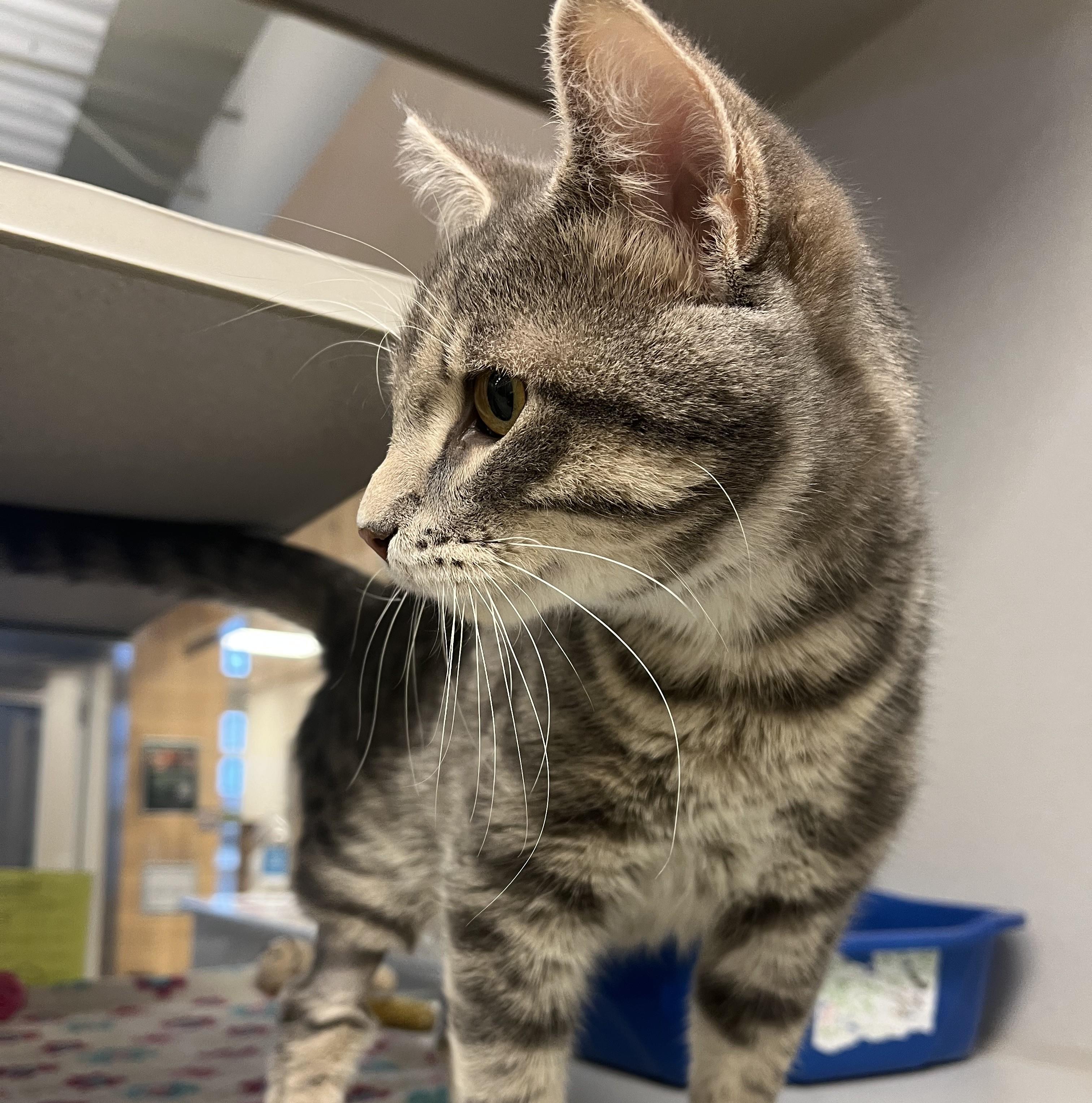 Hero, an adopted Domestic Short Hair in Cedar Rapids, IA image 4/6