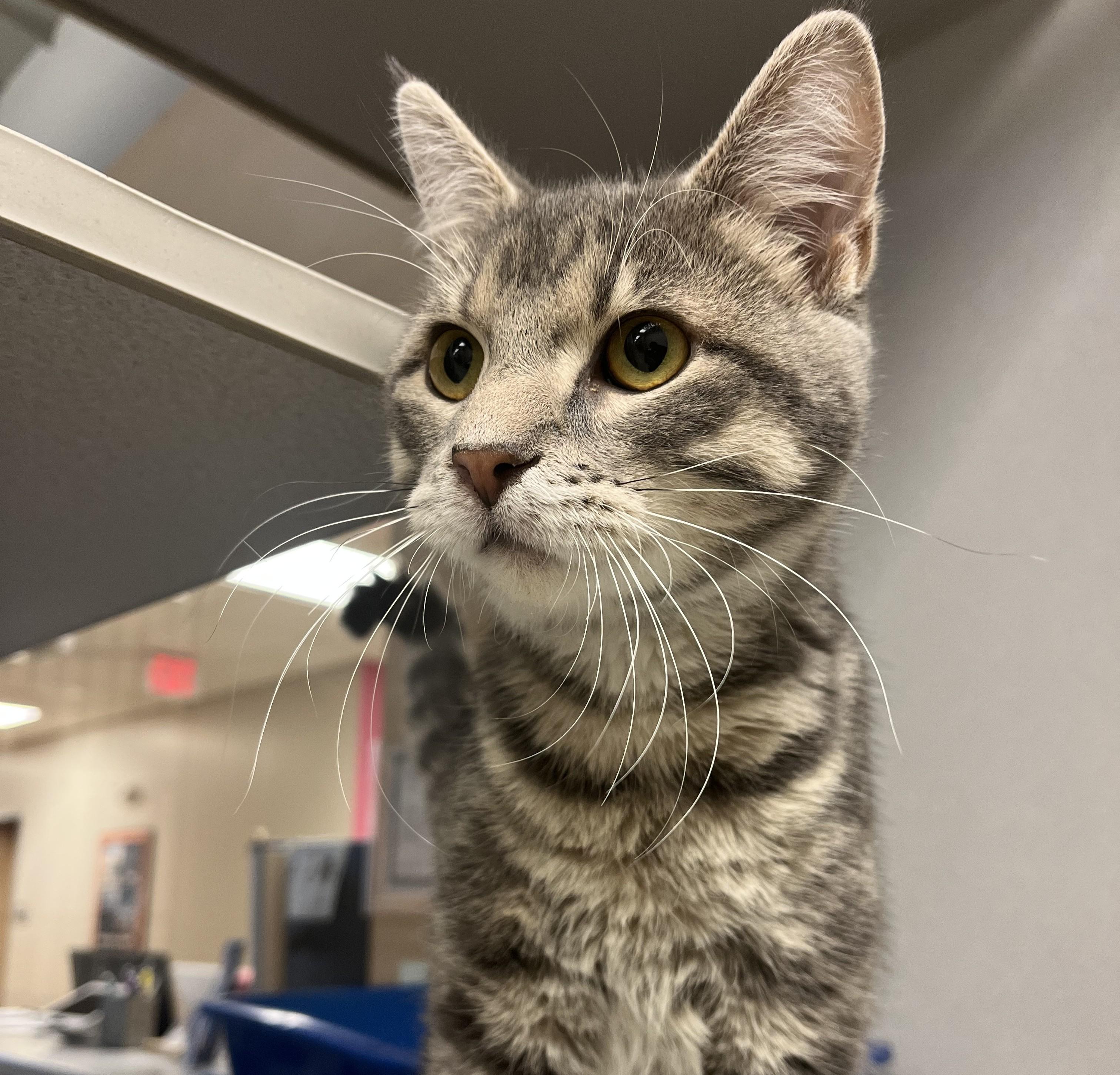 Hero, an adopted Domestic Short Hair in Cedar Rapids, IA image 1/6