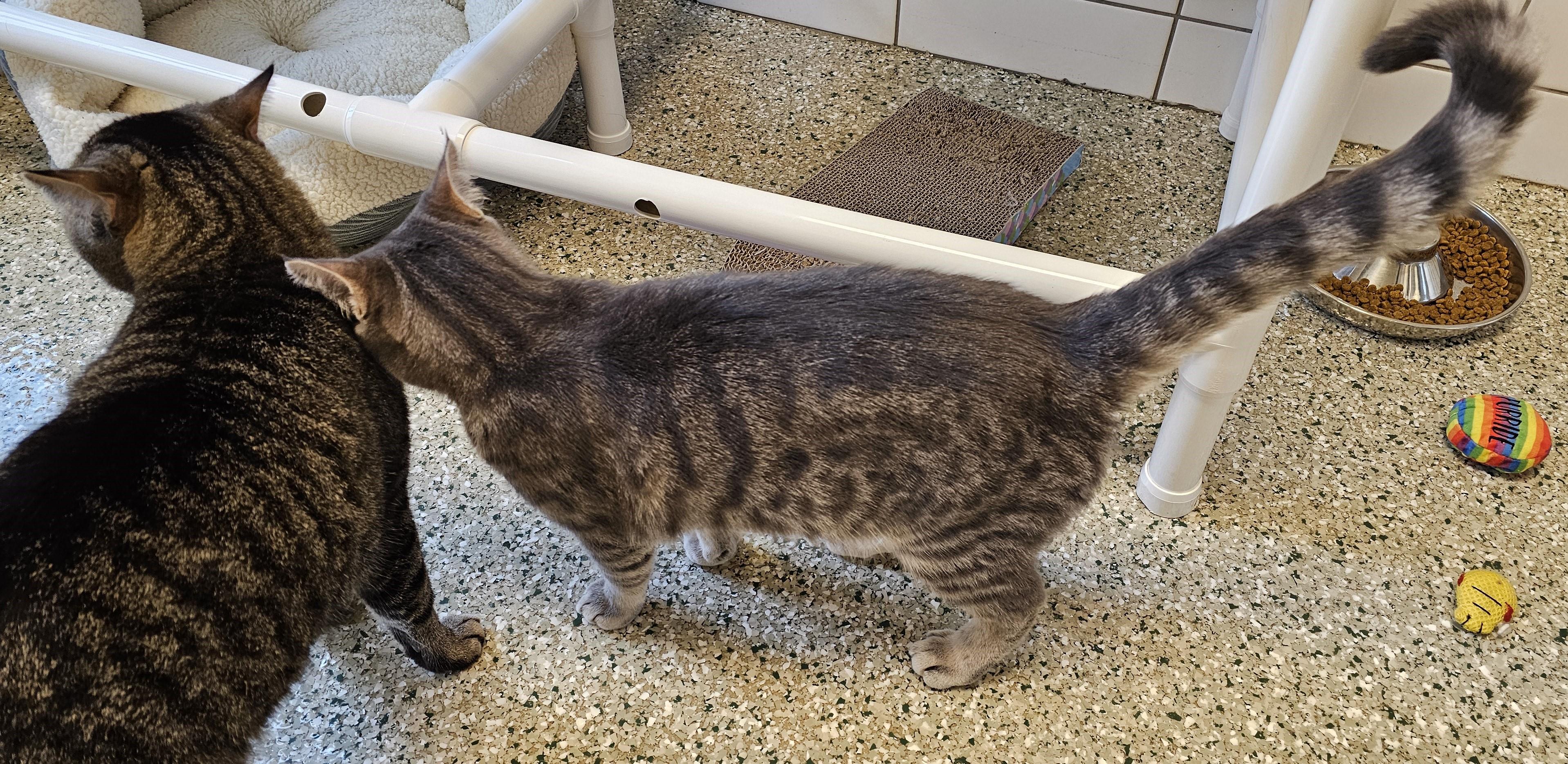 Hero, an adopted Domestic Short Hair in Cedar Rapids, IA image 5/6