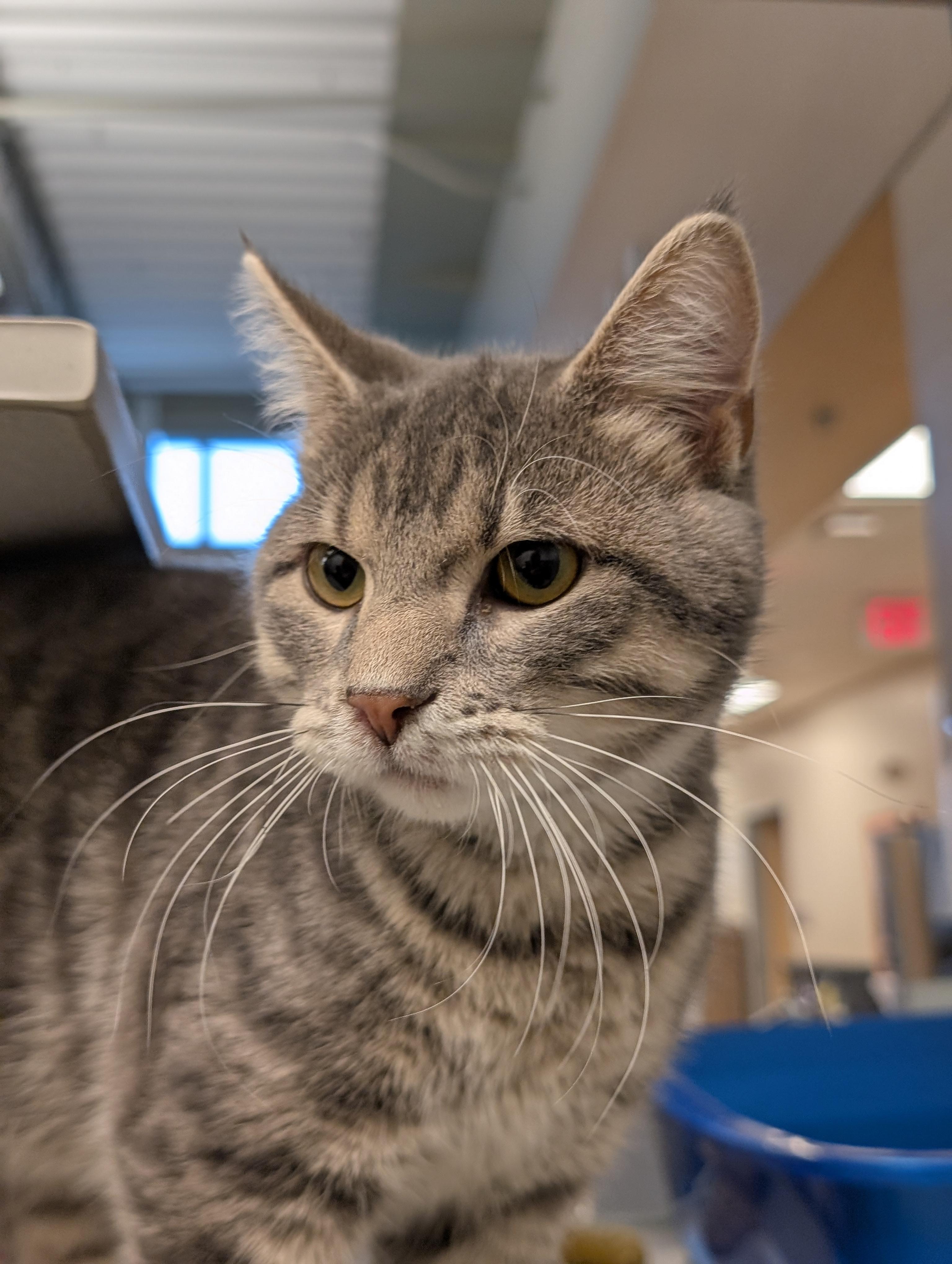 Hero, an adopted Domestic Short Hair in Cedar Rapids, IA image 2/6