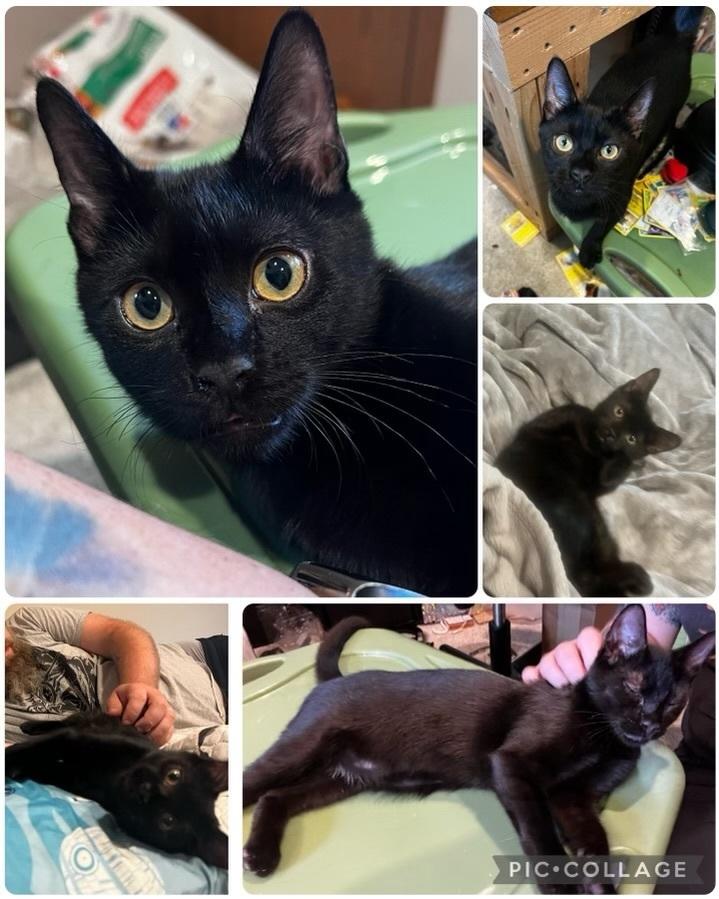 Juice (Sully Litter), Adoptable, Adult Male Domestic Short Hair.