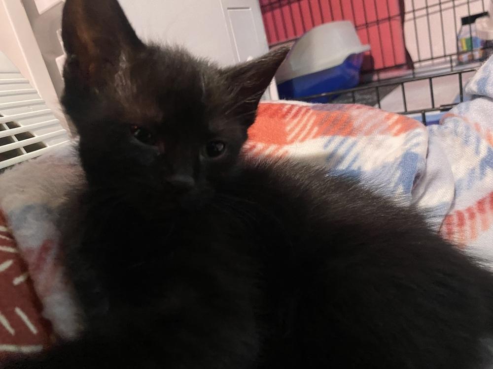 Enlarge Juice (Sully Litter), a Adoptable Domestic Short Hair in Telford, PA image 2/2