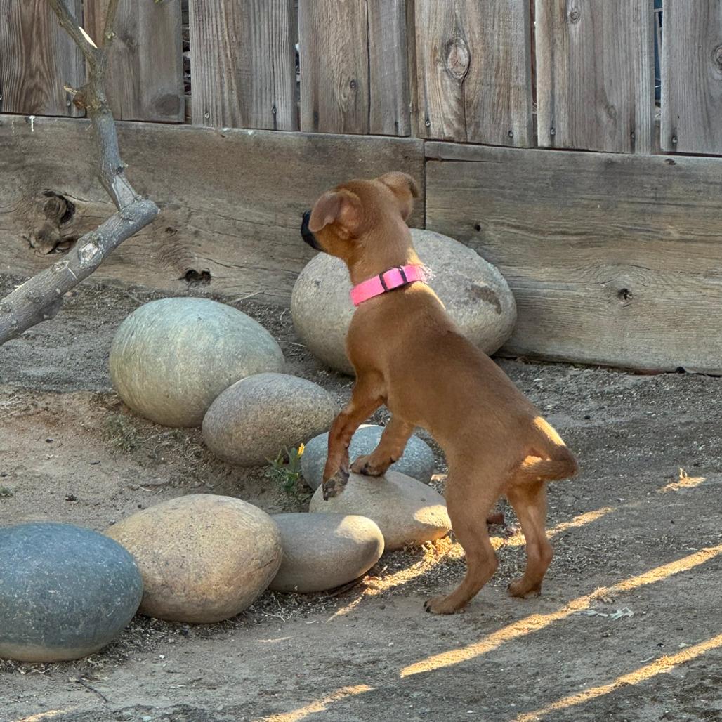 Ivy, a Adoptable Chihuahua in Fresno, CA image 2/6