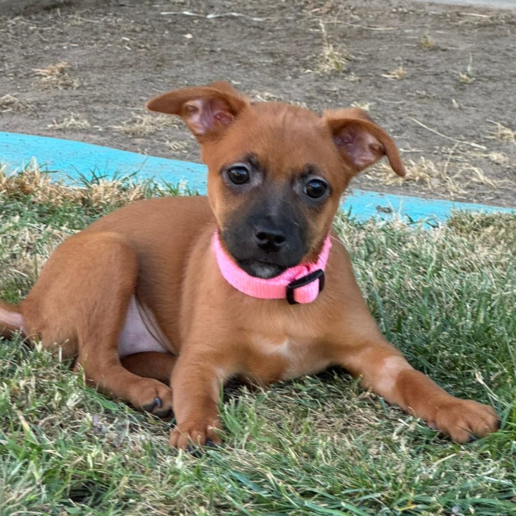 Ivy, a Adoptable Chihuahua in Fresno, CA image 1/6