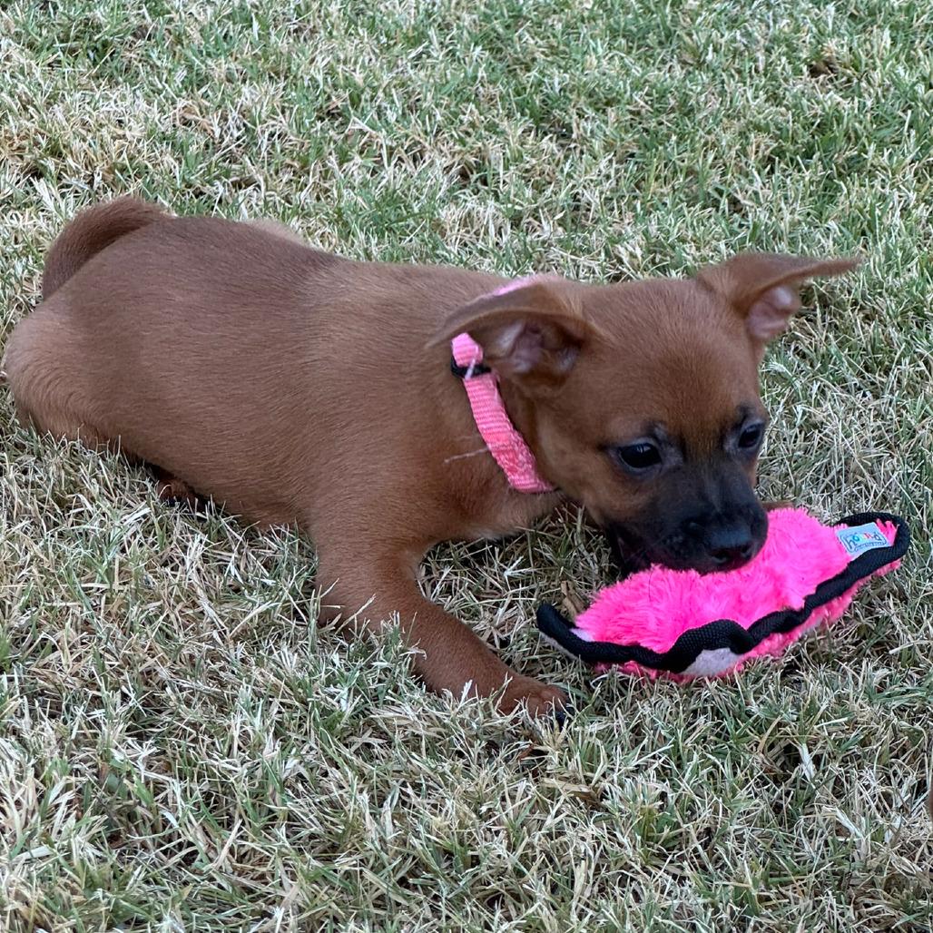Ivy, a Adoptable Chihuahua in Fresno, CA image 3/6