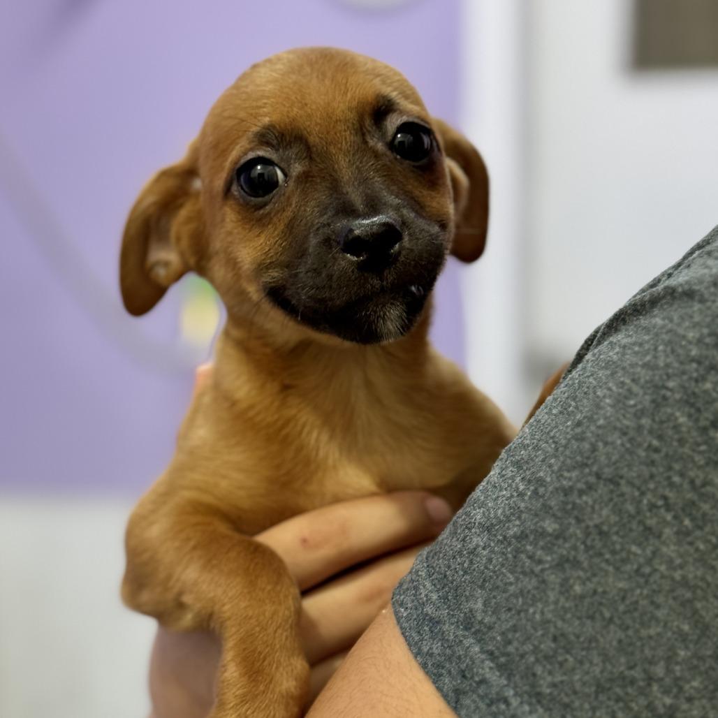 Ivy, a Adoptable Chihuahua in Fresno, CA image 5/6