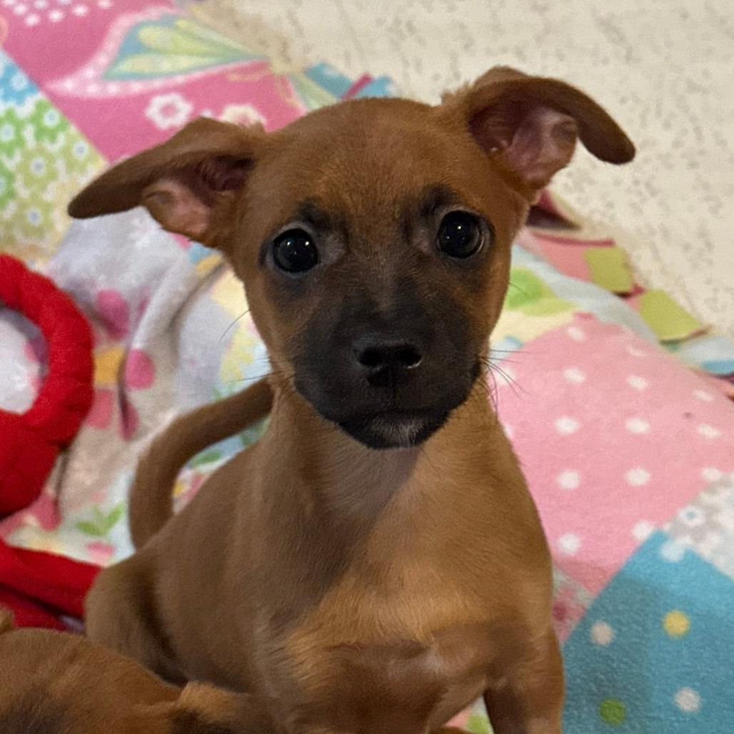 Ivy, a Adoptable Chihuahua in Fresno, CA image 4/6