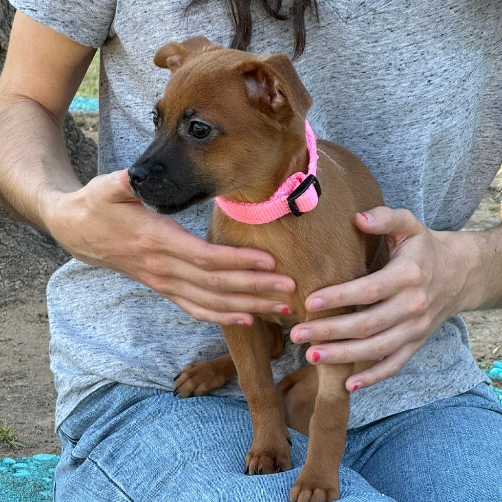 Ivy, a Adoptable Chihuahua in Fresno, CA image 6/6