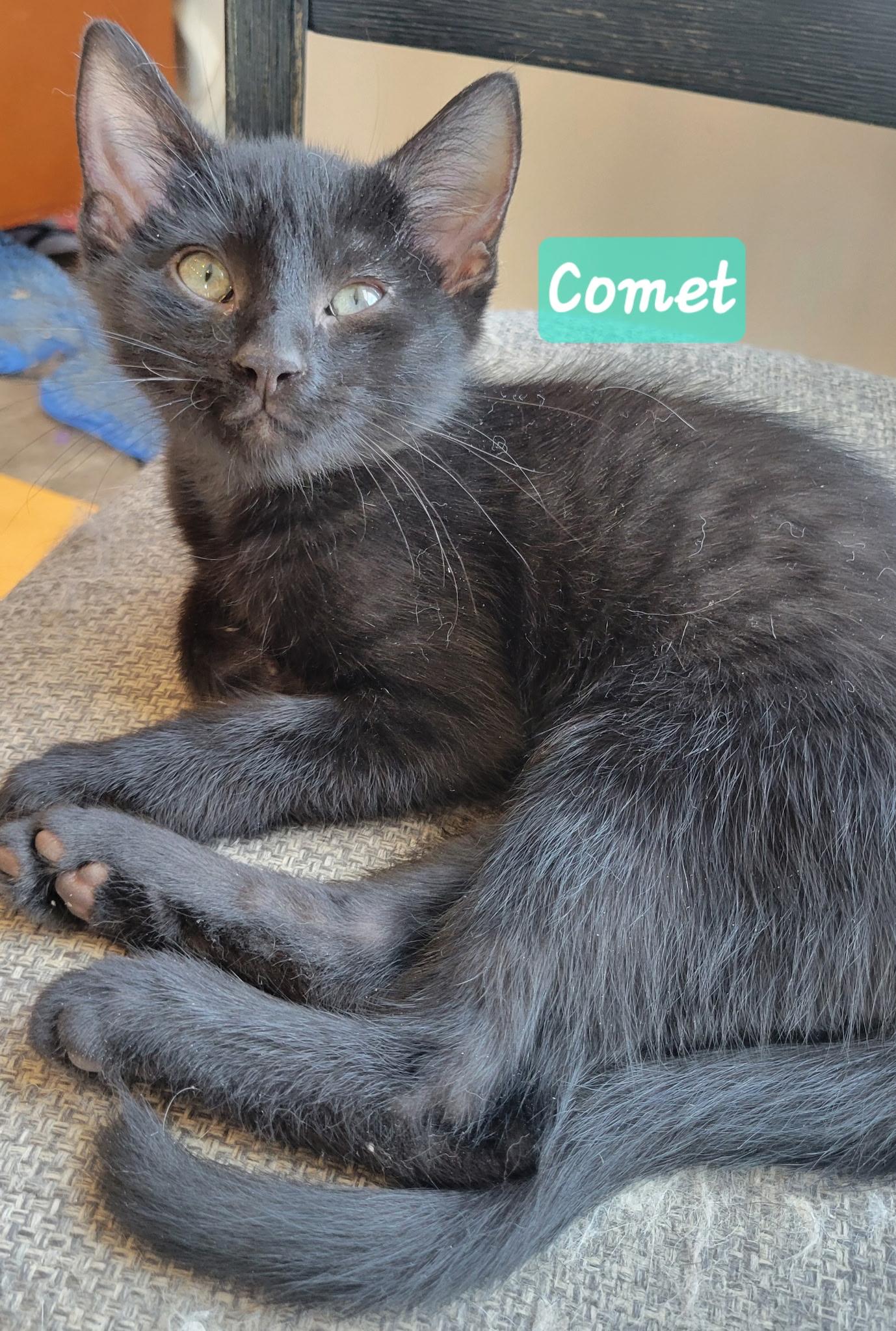 Comet, Adoptable, Kitten Male Domestic Short Hair.