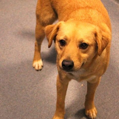 Enlarge 26-00470, an adopted mixed breed in Fredericksburg, VA image 1/1