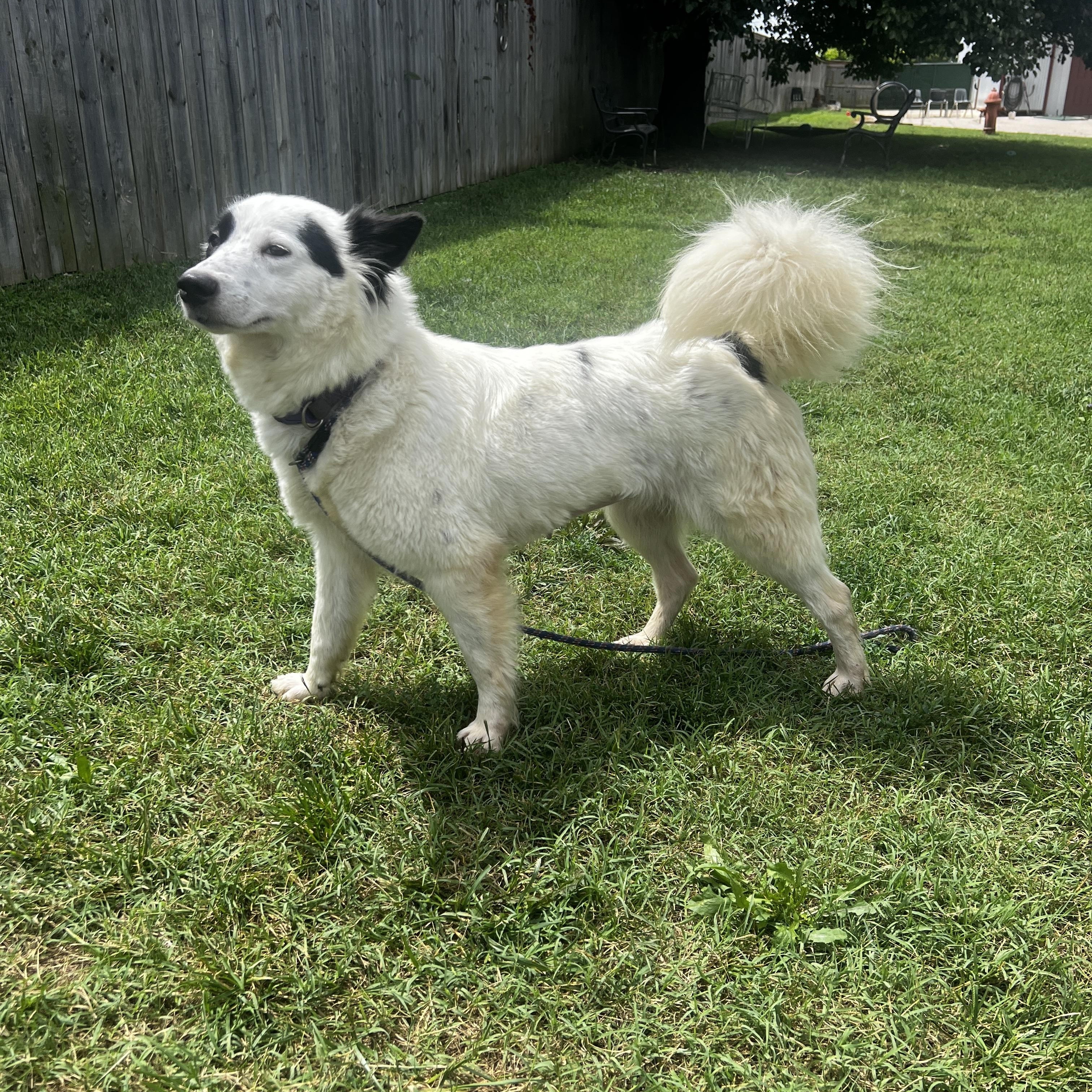 Peppy, ADOPTABLE, Young Female Border Collie.