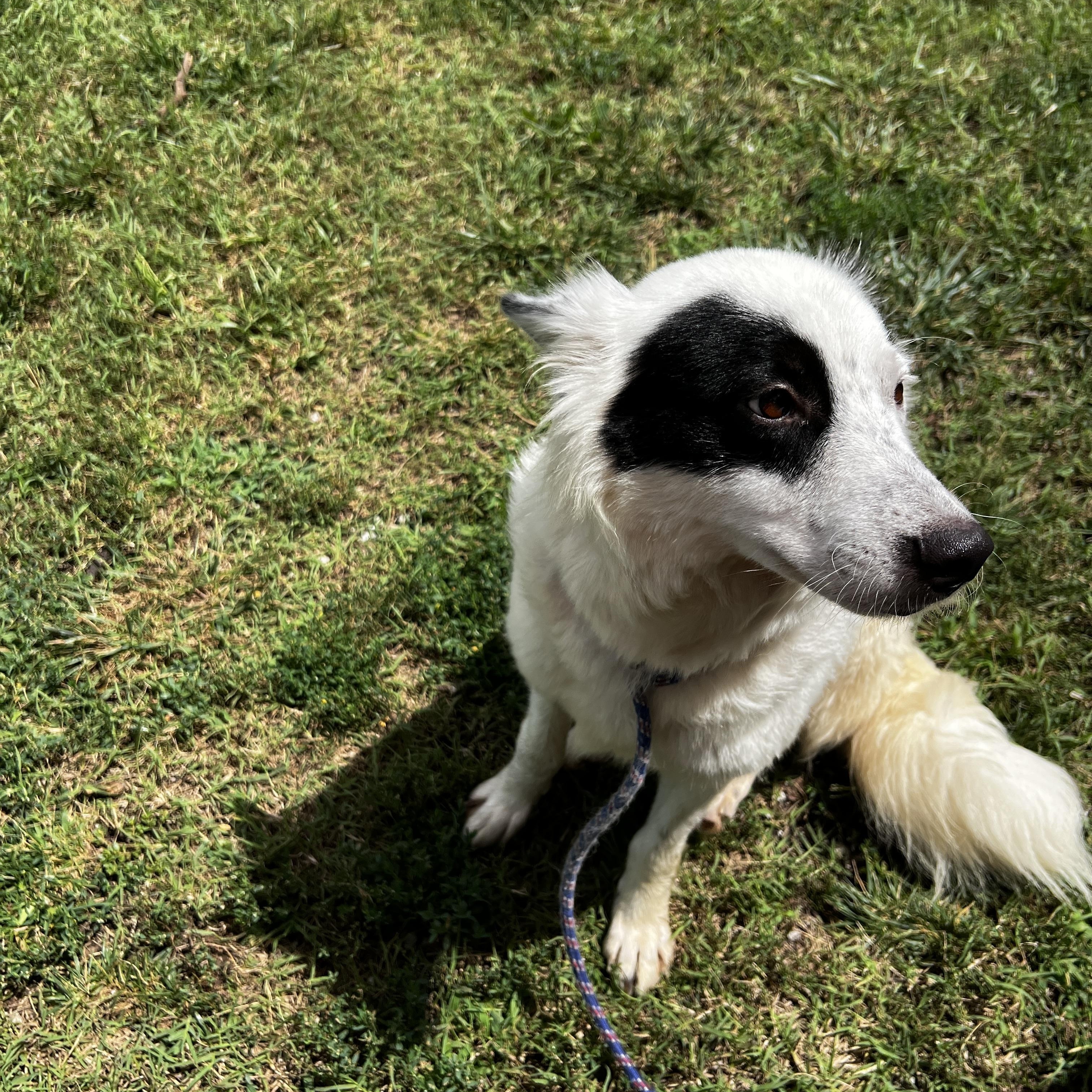 Enlarge Peppy, a ADOPTABLE Border Collie in Lexington, KY image 2/3