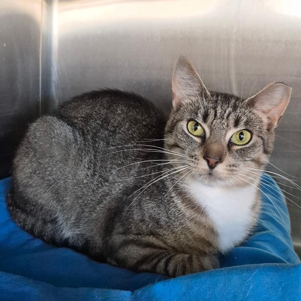 Emily, Adoptable, Young Female Domestic Short Hair.