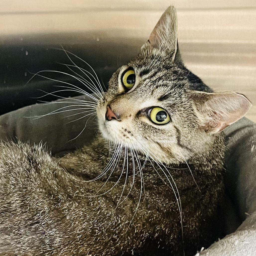Emily, a Adoptable Domestic Short Hair in Columbia Station, OH image 2/5