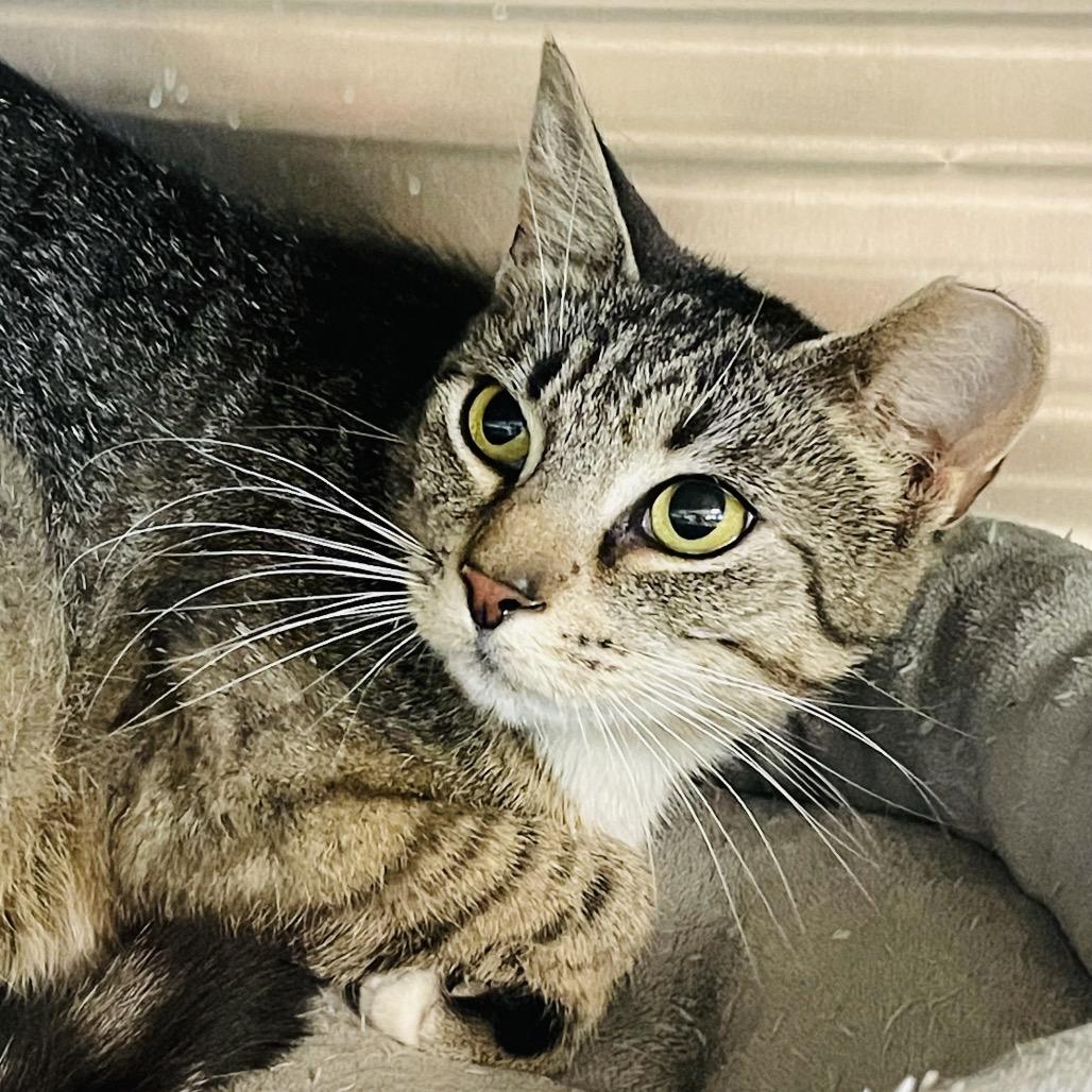 Emily, a Adoptable Domestic Short Hair in Columbia Station, OH image 3/5