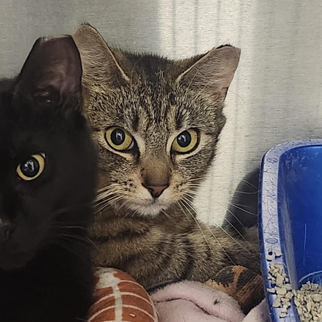 Emily, Adoptable, Young Female Domestic Short Hair.