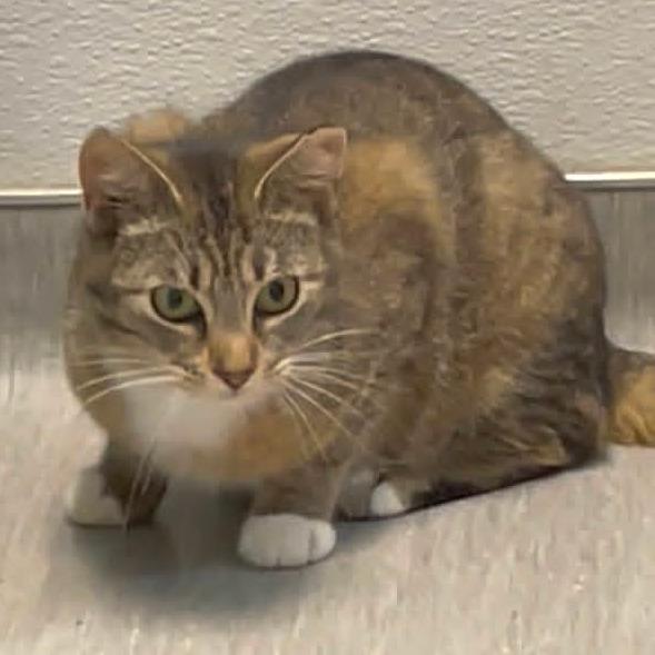 Enlarge Emily, a Adoptable Domestic Short Hair in Columbia Station, OH image 2/2