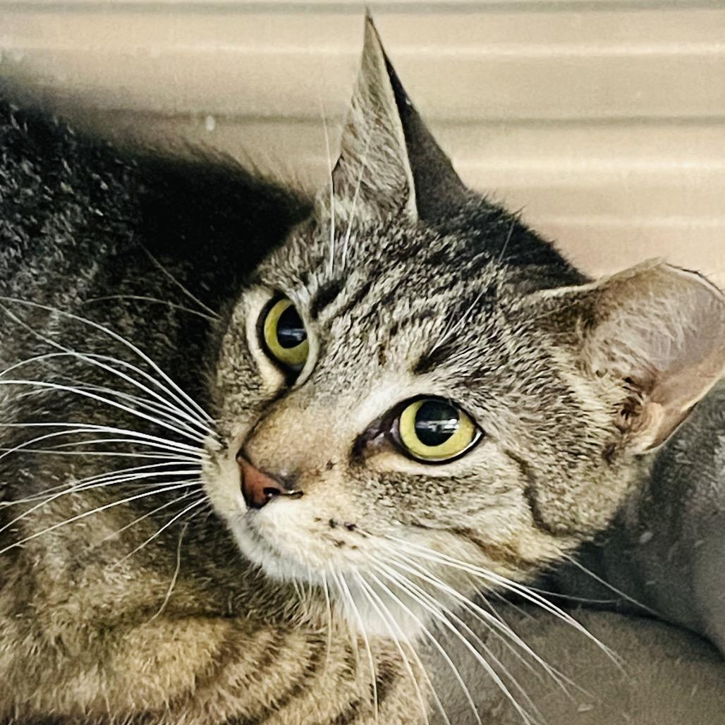 Emily, a Adoptable Domestic Short Hair in Columbia Station, OH image 5/5