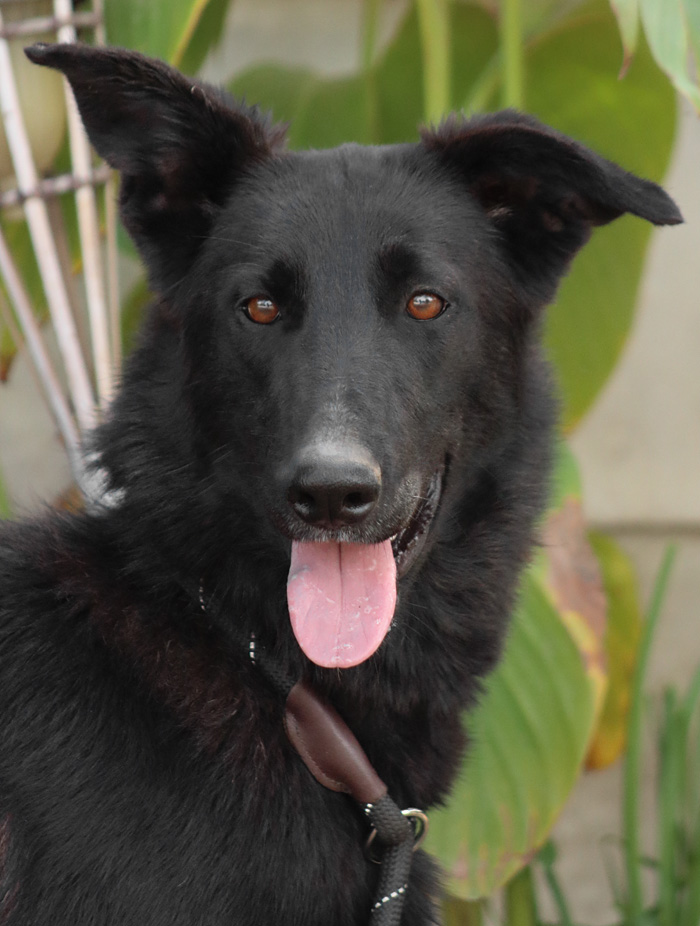 *Meg von Oasis, Adoptable, Young Female German Shepherd Dog.