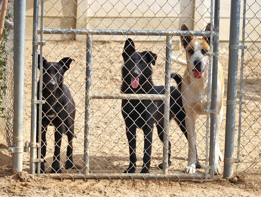 Enlarge *Meg von Oasis, a Adoptable German Shepherd Dog in Los Angeles, CA image 5/5