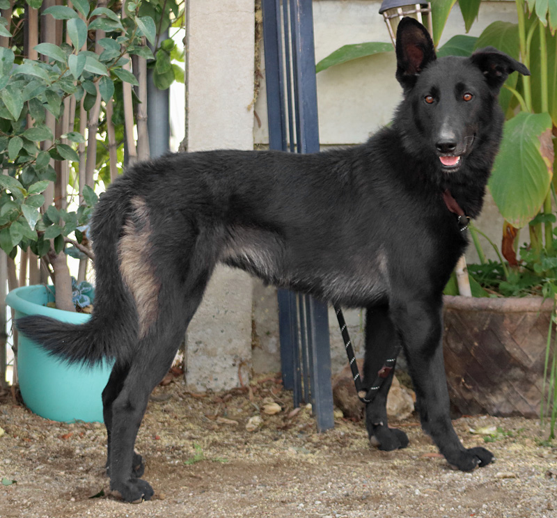 Enlarge *Meg von Oasis, a Adoptable German Shepherd Dog in Los Angeles, CA image 2/5