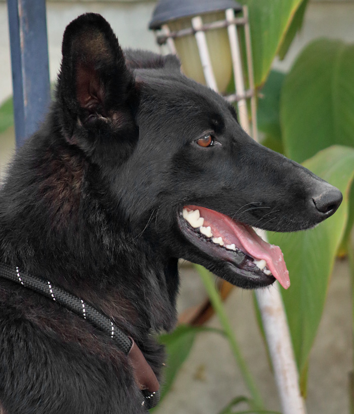 Enlarge *Meg von Oasis, a Adoptable German Shepherd Dog in Los Angeles, CA image 3/5