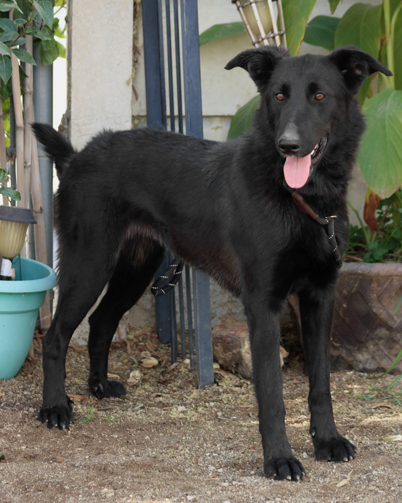 Enlarge *Meg von Oasis, a Adoptable German Shepherd Dog in Los Angeles, CA image 4/5