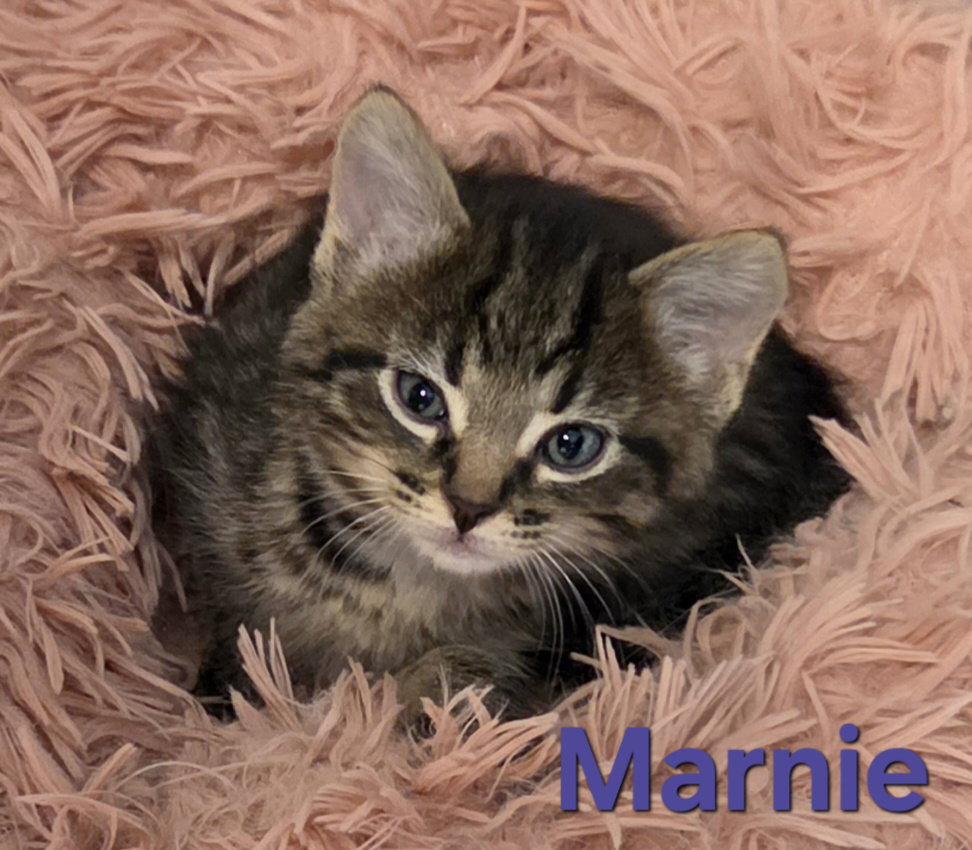 Enlarge Marnie (Available 10/30/26), a Adoptable mixed breed in Williamsburg, IA image 1/1