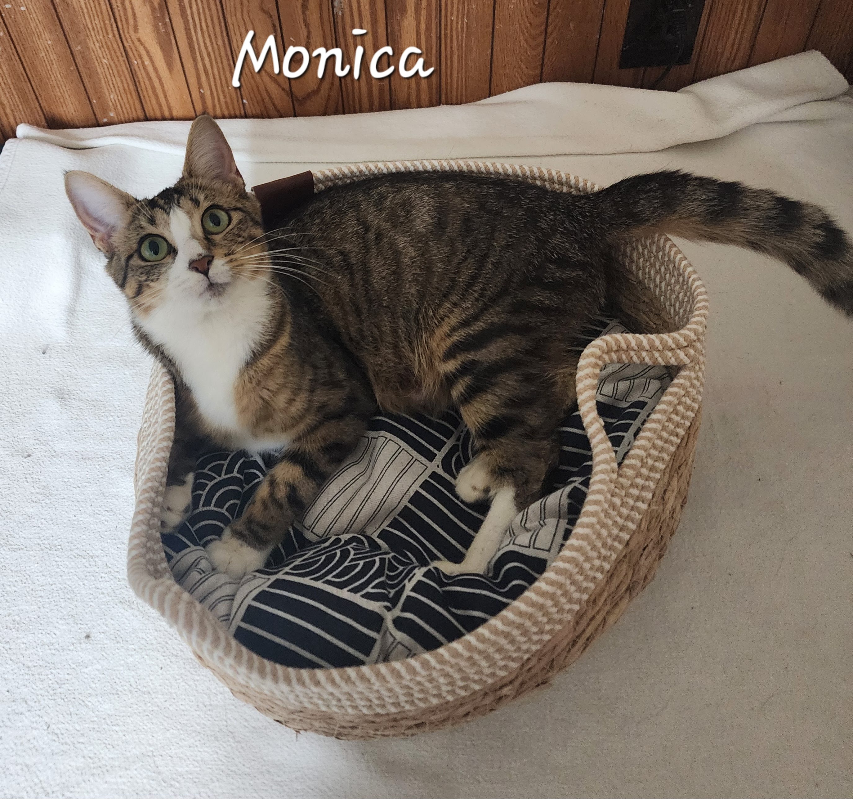 Monica, a Adoptable Domestic Short Hair in Waterloo, IA image 5/5