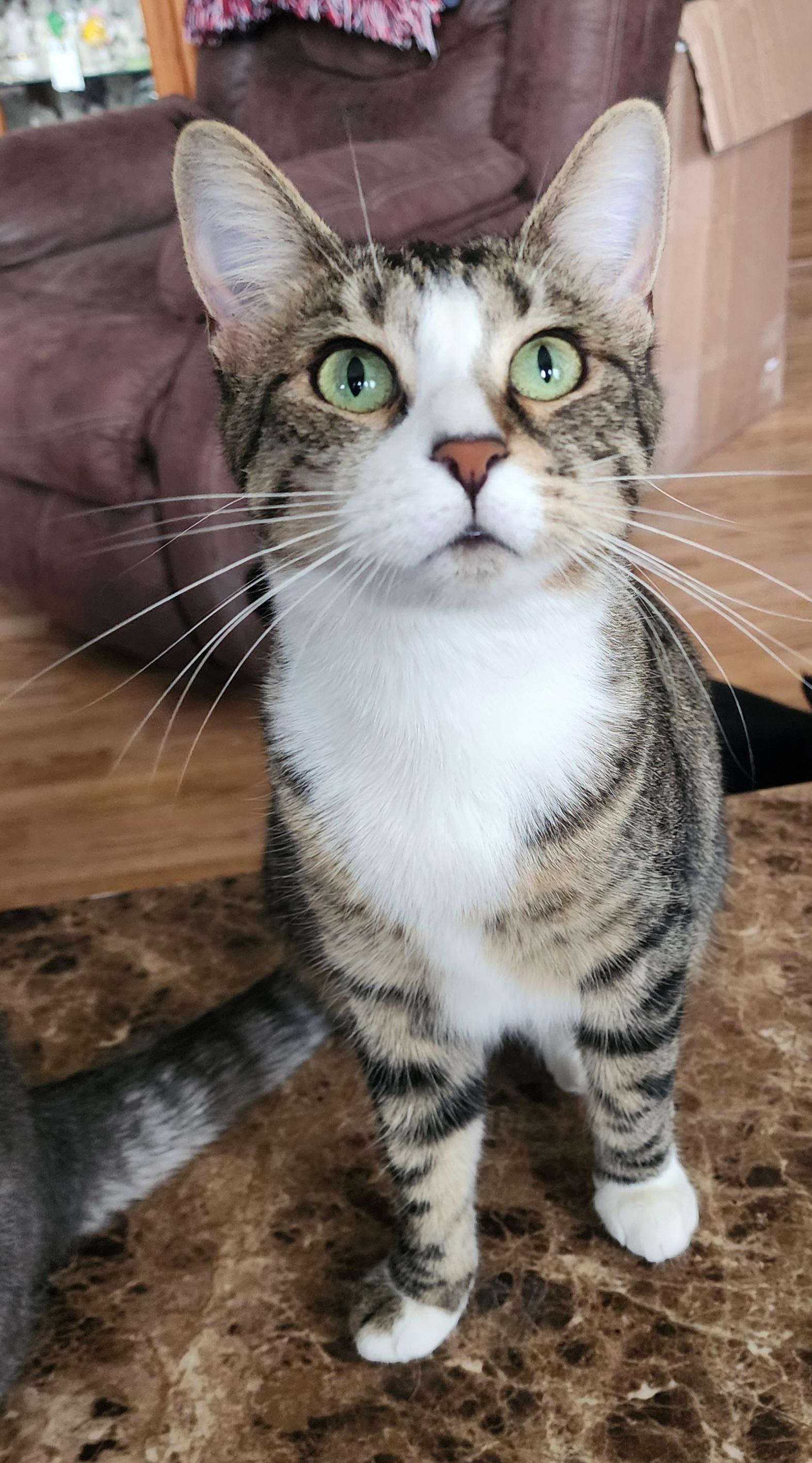 Monica, a Adoptable Domestic Short Hair in Waterloo, IA image 1/5