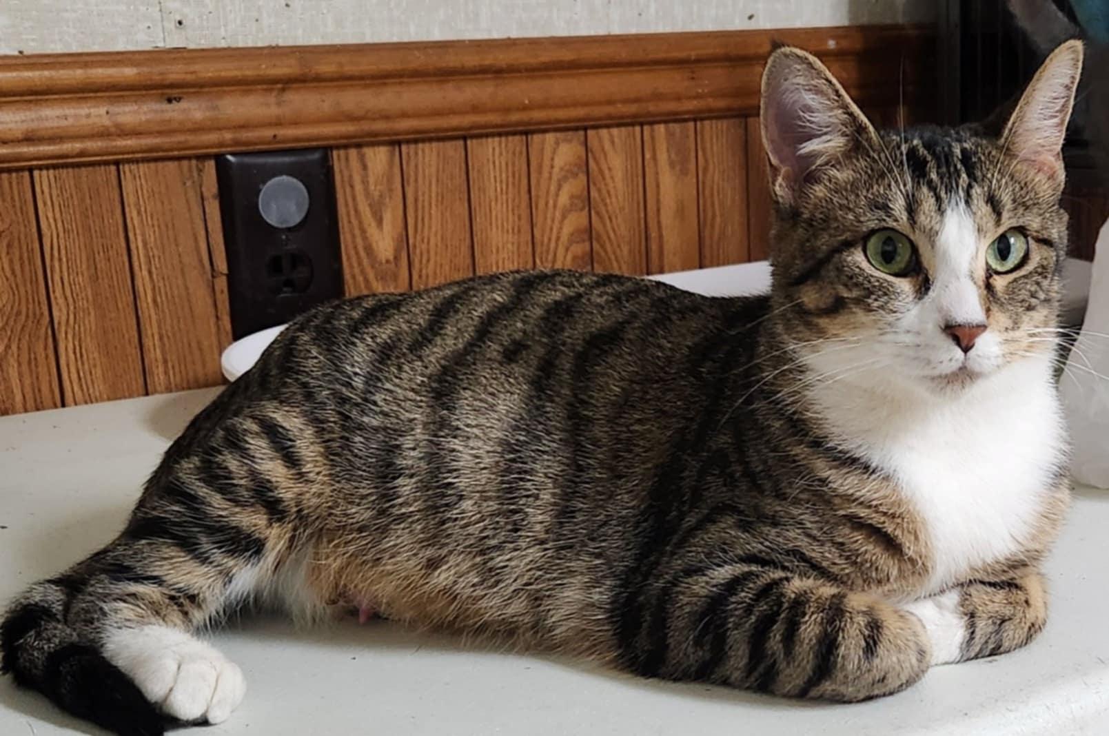 Monica, a Adoptable Domestic Short Hair in Waterloo, IA image 4/5