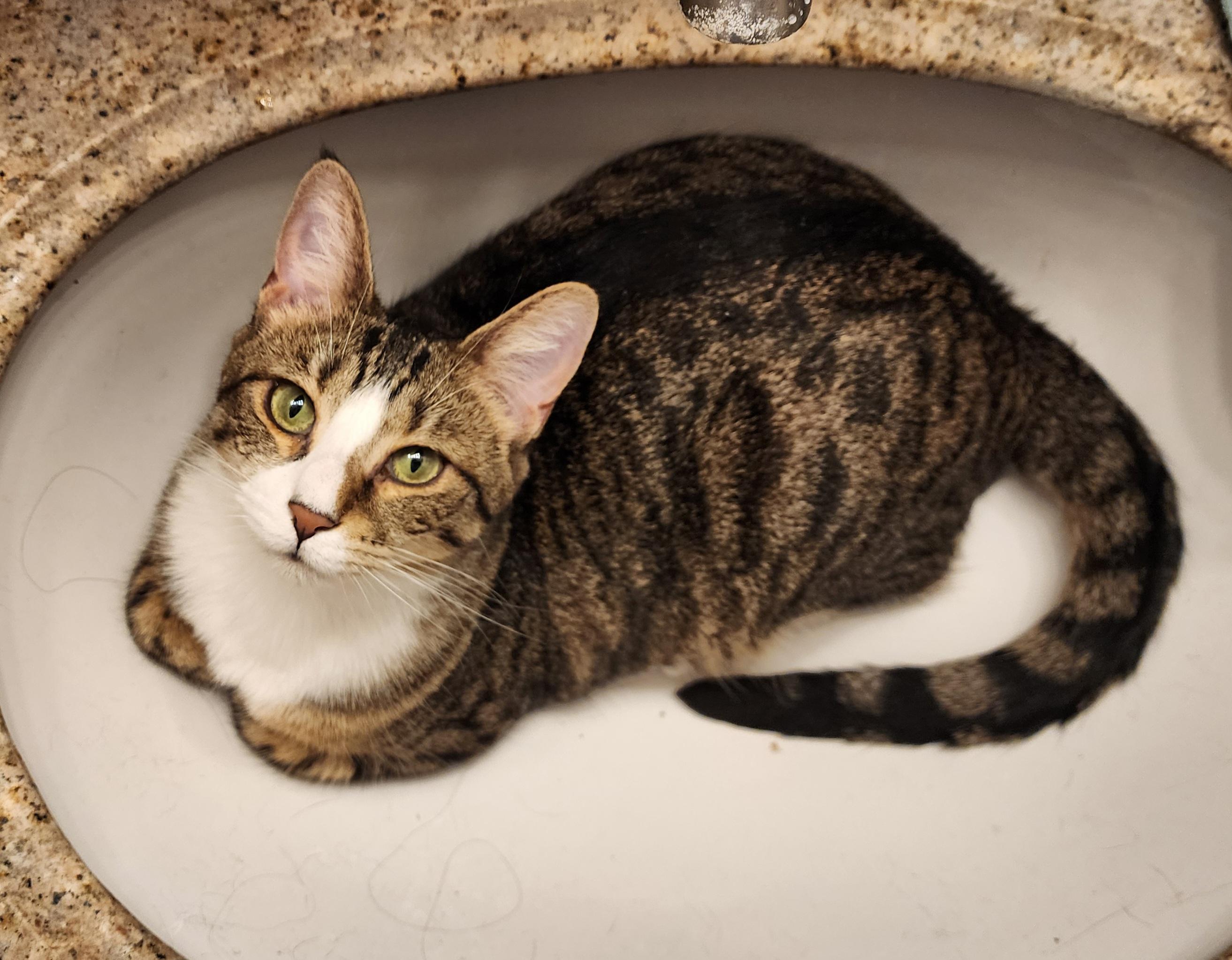 Monica, a Adoptable Domestic Short Hair in Waterloo, IA image 2/5