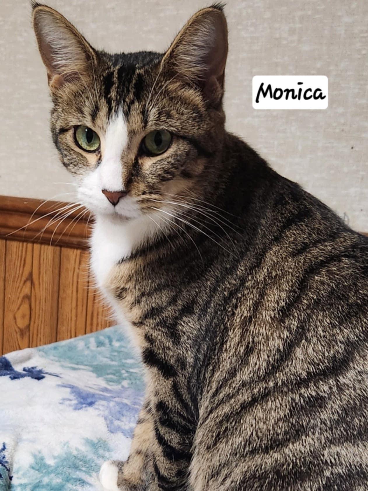 Monica, a Adoptable Domestic Short Hair in Waterloo, IA image 3/5
