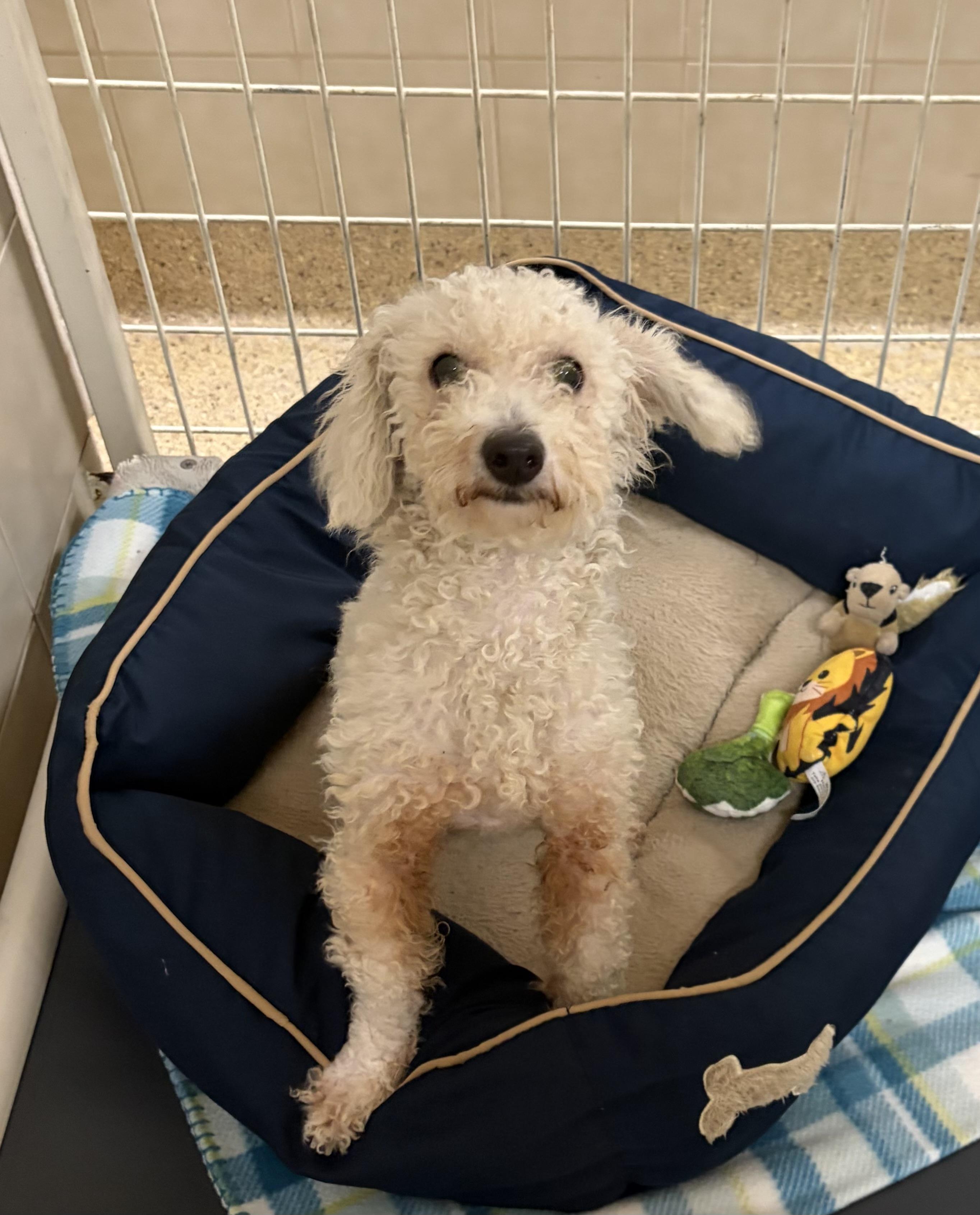 Bonny, adopted, Adult Female Poodle.