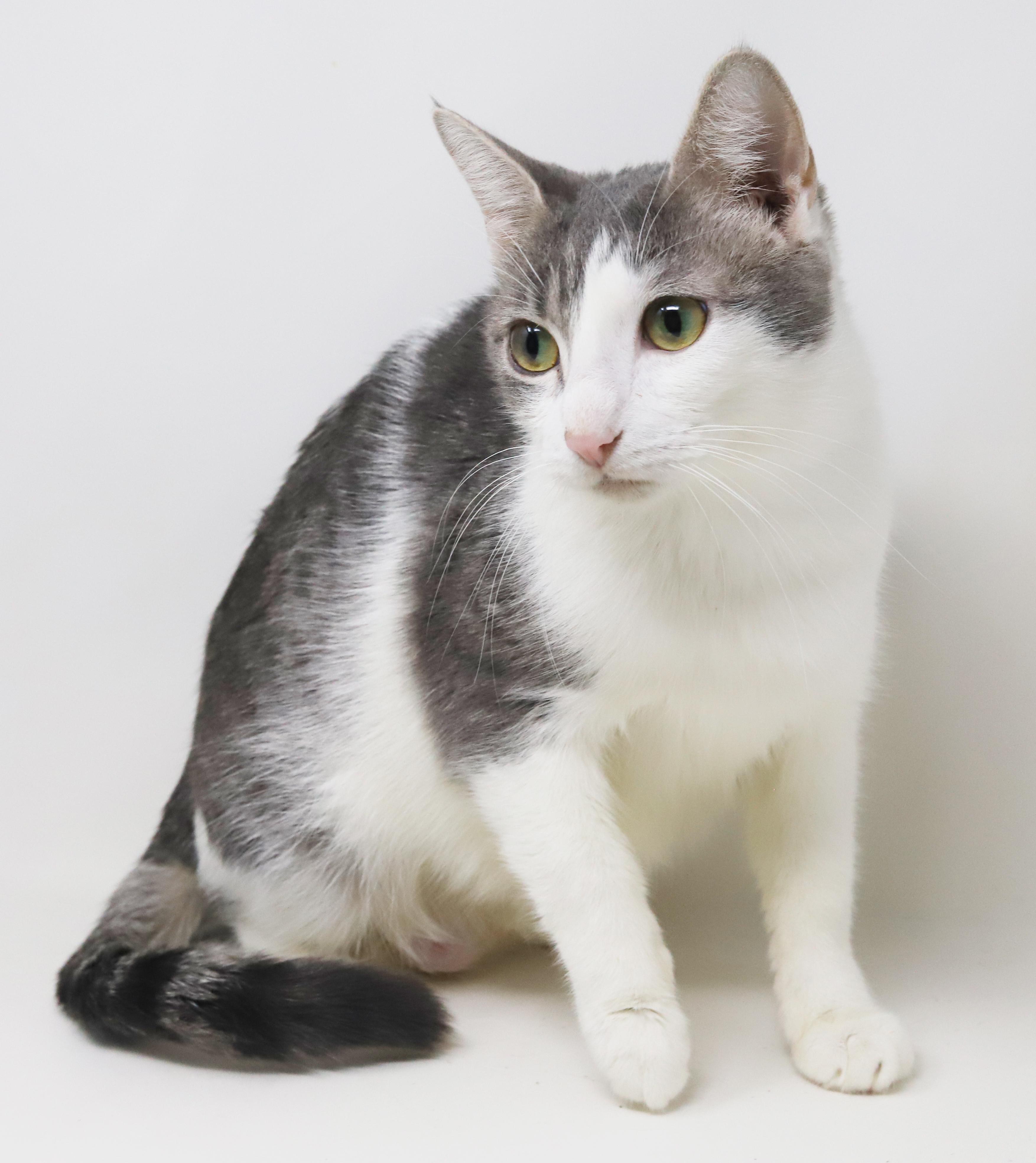 Senora Luna is nothing less than amazing! VIDEOS!!  Gentle therapy cat momma!