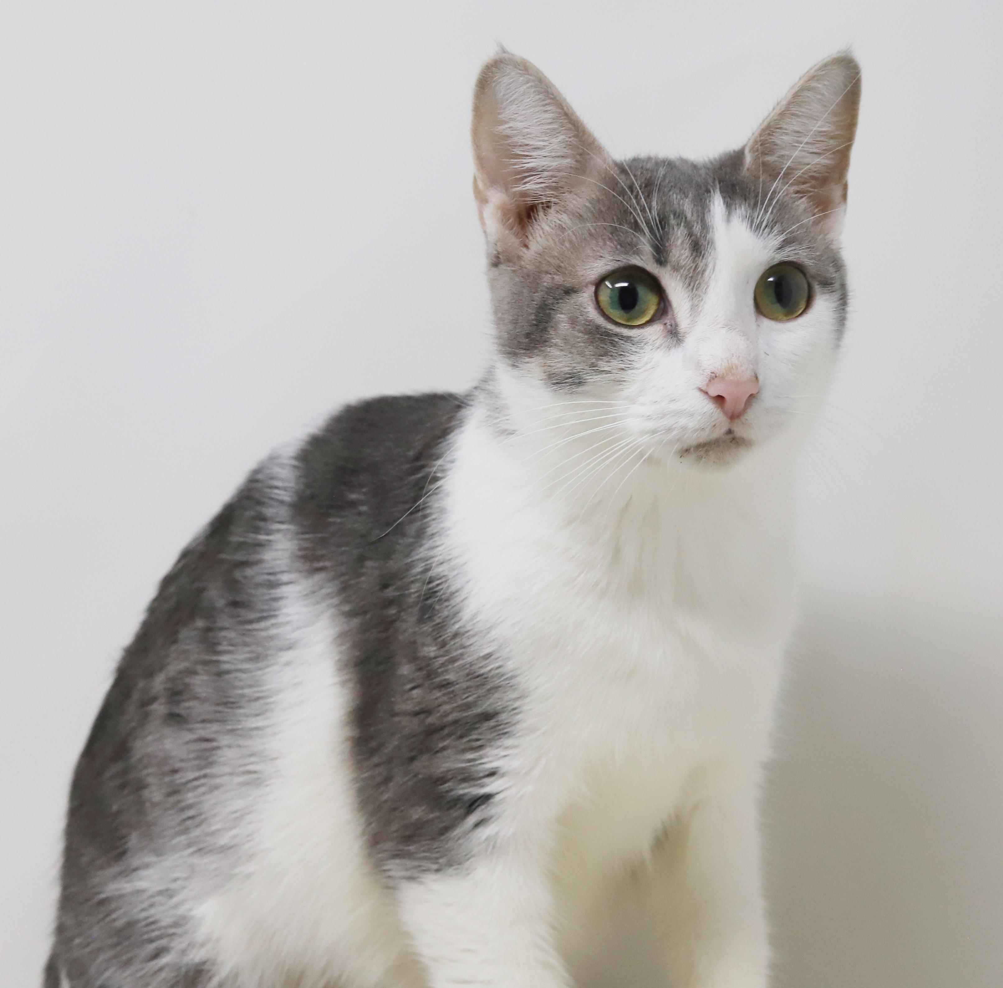 Senora Luna is nothing less than amazing! VIDEOS!!  Gentle therapy cat momma!