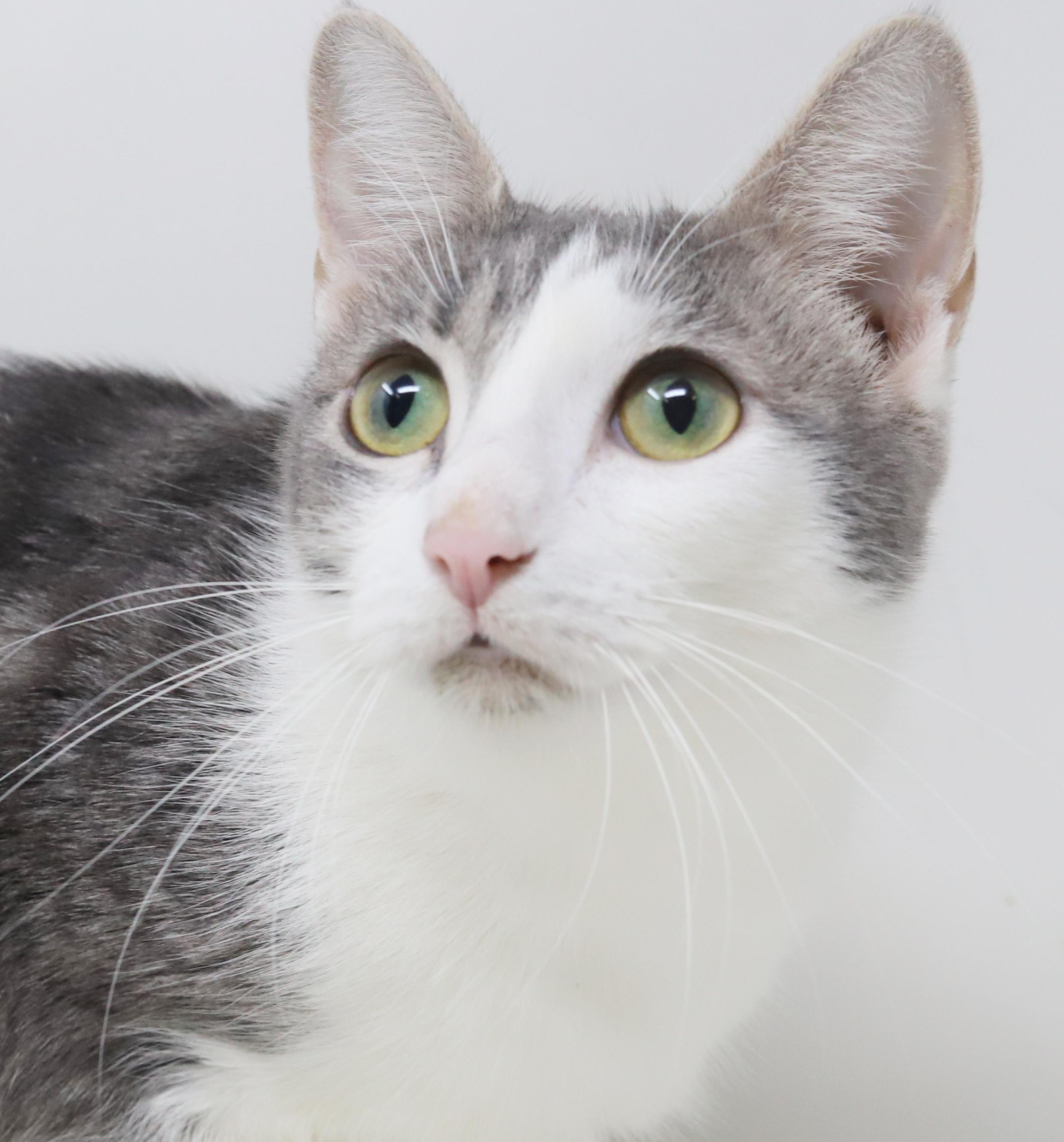 Senora Luna is nothing less than amazing! VIDEOS!!  Gentle therapy cat momma!