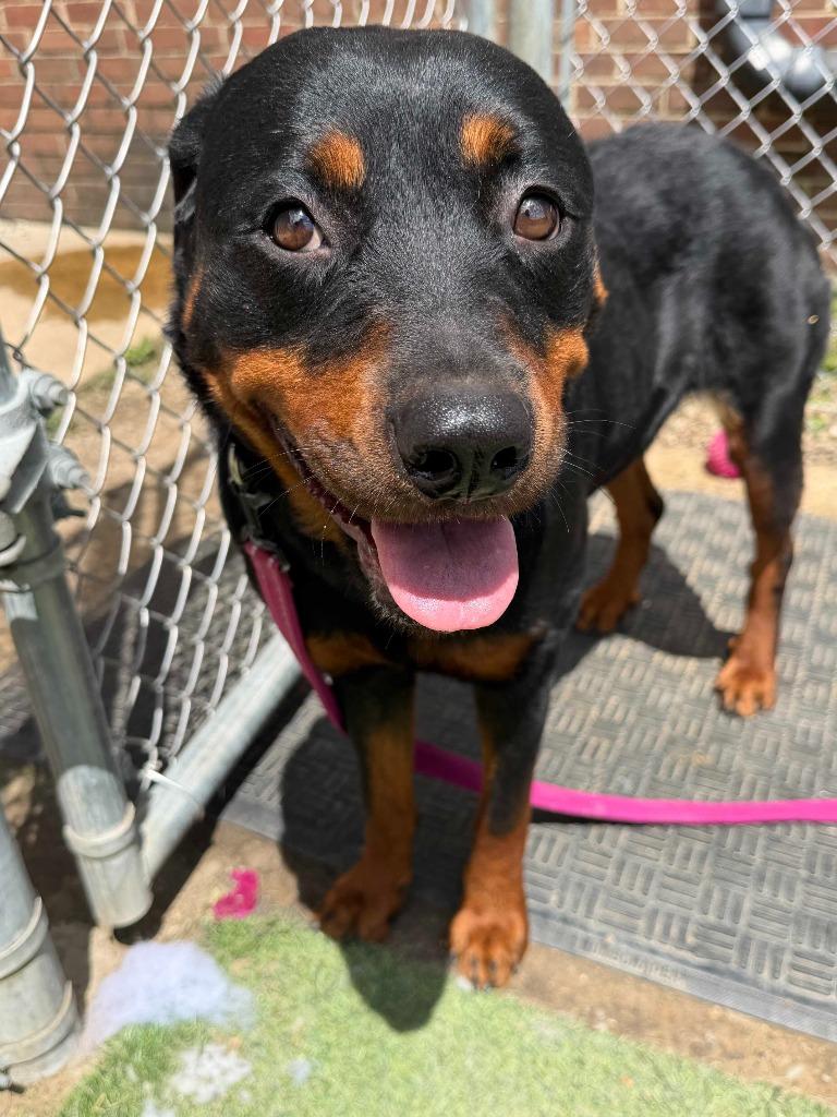 Rowley, Adoptable, Adult Female Rottweiler.
