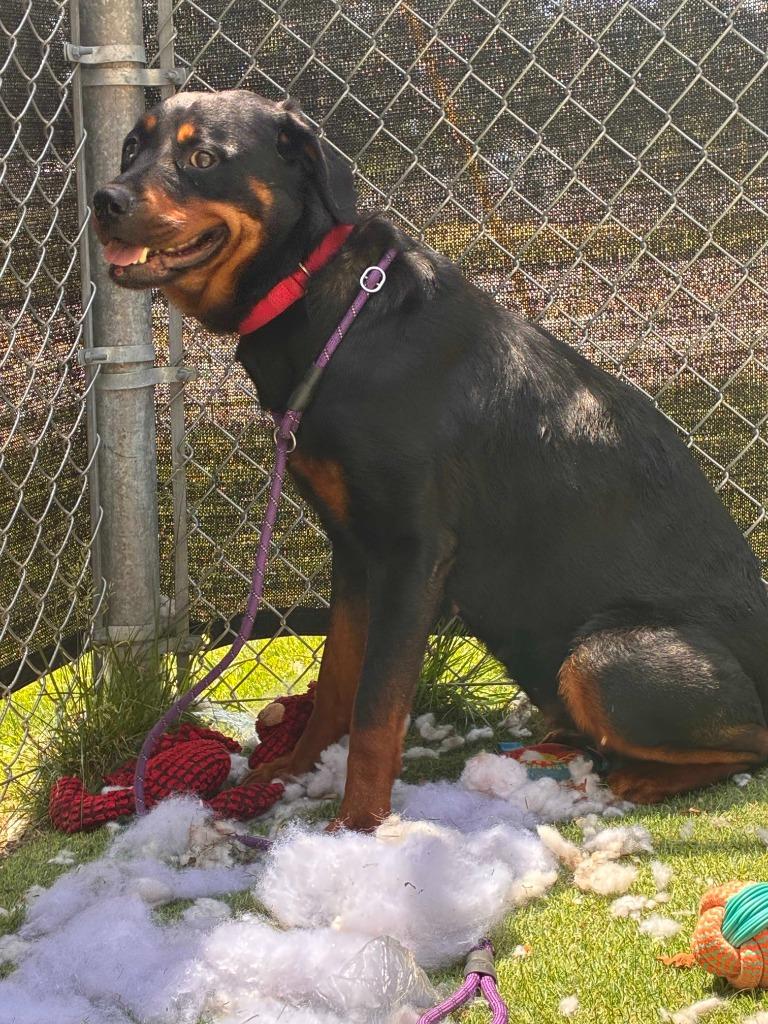 Enlarge Rowley, a Adoptable Rottweiler in New Kensington, PA image 2/6
