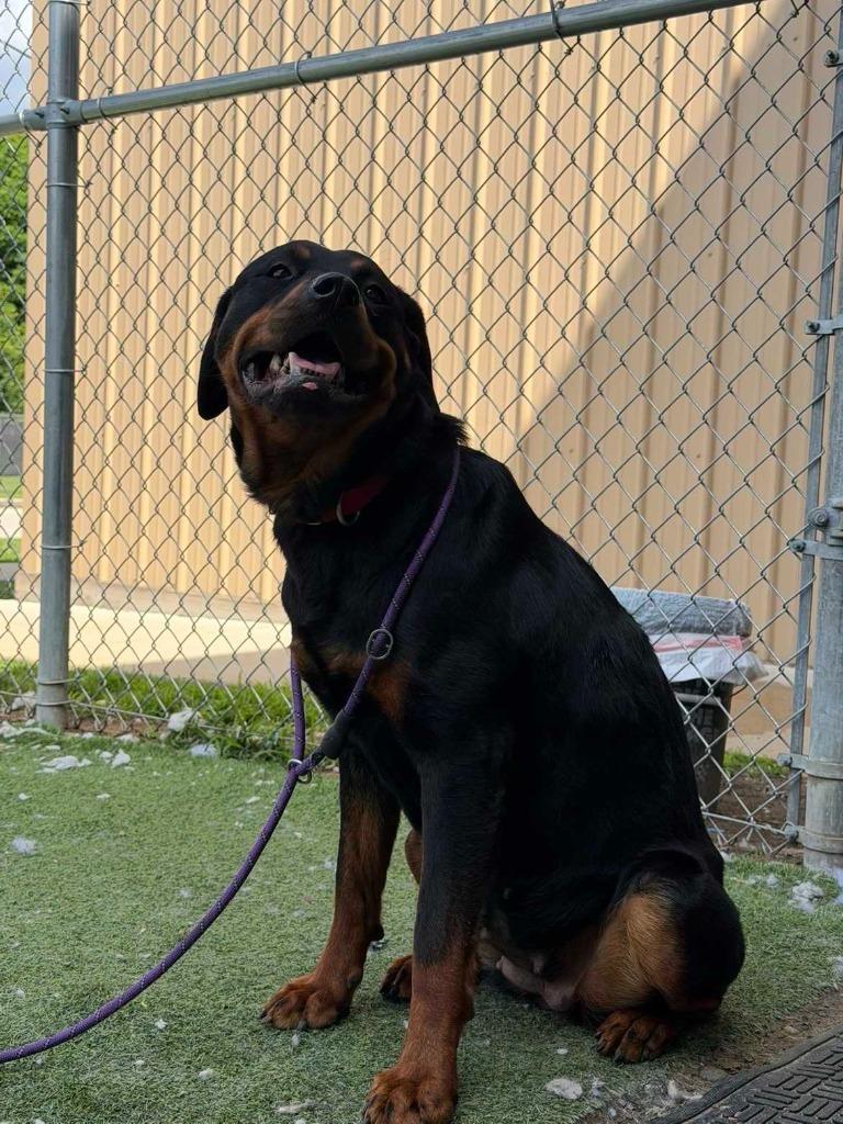Enlarge Rowley, a Adoptable Rottweiler in New Kensington, PA image 3/6
