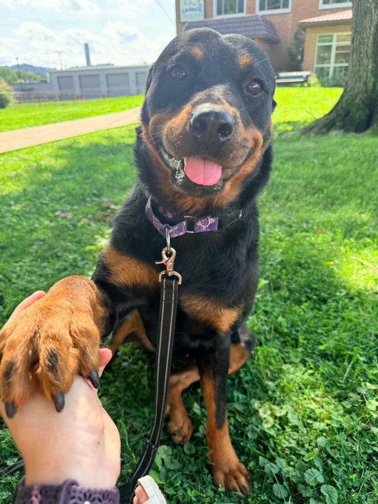 Enlarge Rowley, a Adoptable Rottweiler in New Kensington, PA image 4/6
