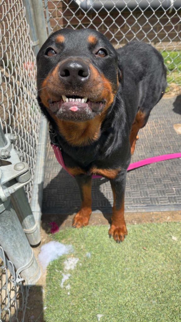 Enlarge Rowley, a Adoptable Rottweiler in New Kensington, PA image 5/6