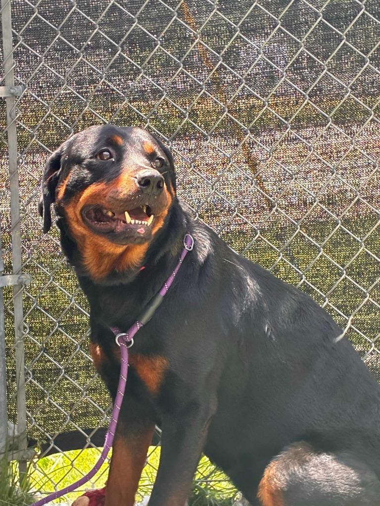 Enlarge Rowley, a Adoptable Rottweiler in New Kensington, PA image 6/6