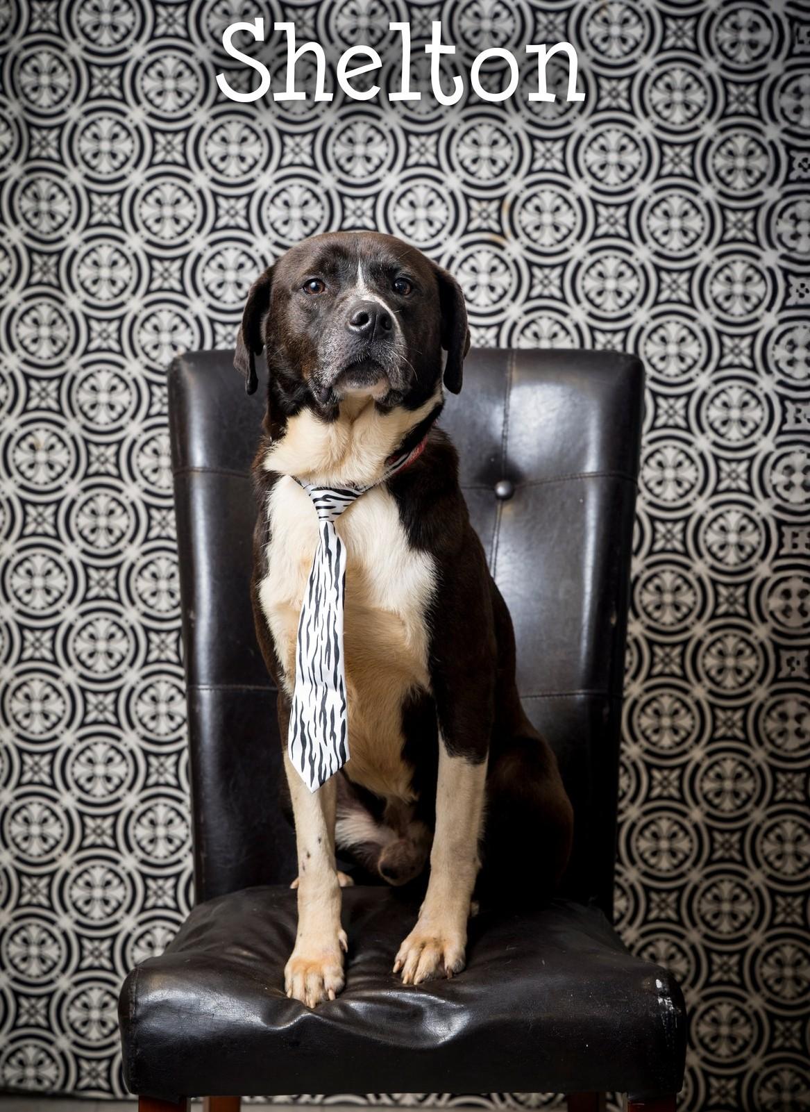 Shelton, Adult Male Mixed Breed