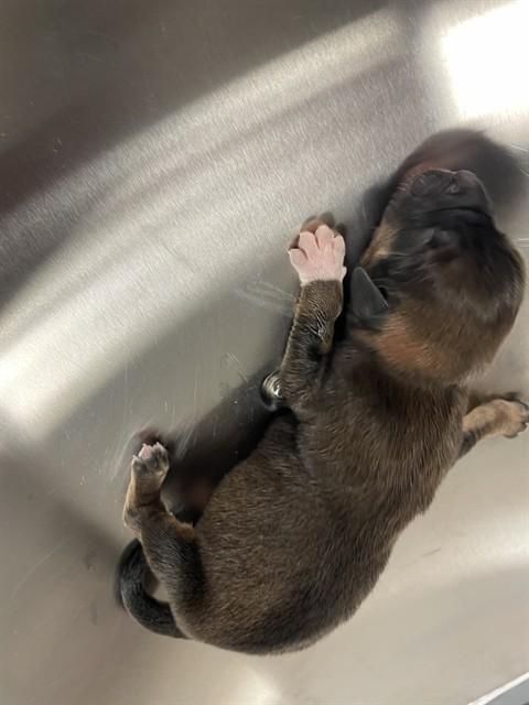 TANK, Adoptable, Puppy Male Rottweiler & Mixed Breed.